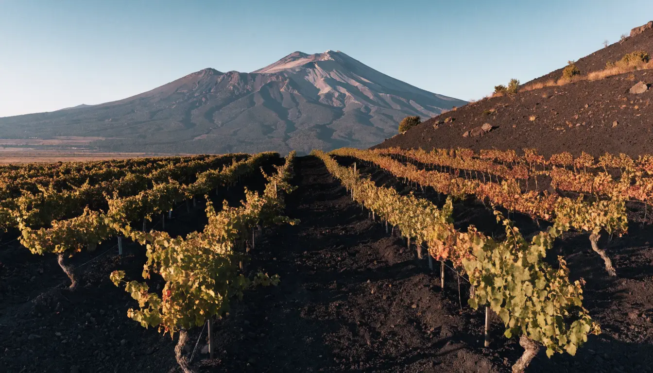 I vigneti di Terre di Luigi sull'Etna